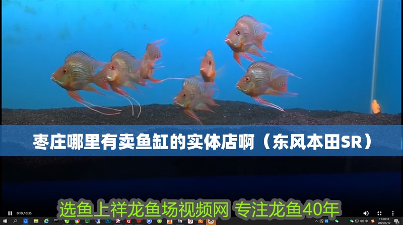 棗莊哪里有賣魚缸的實體店啊（東風本田SR）