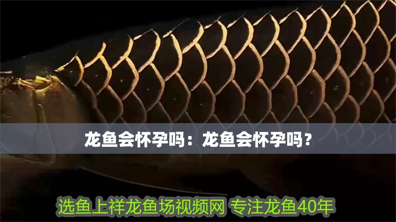 龍魚會懷孕嗎：龍魚會懷孕嗎？