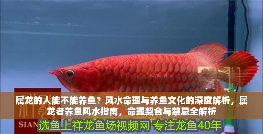 屬龍的人能不能養(yǎng)魚(yú)？風(fēng)水命理與養(yǎng)魚(yú)文化的深度解析，屬龍者養(yǎng)魚(yú)風(fēng)水指南，命理契合與禁忌全解析