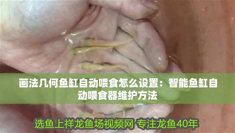 畫法幾何魚缸自動喂食怎么設置：智能魚缸自動喂食器維護方法