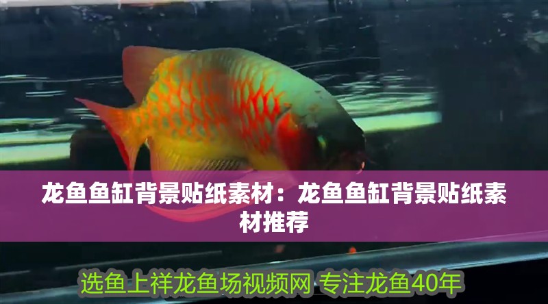 龍魚魚缸背景貼紙素材：龍魚魚缸背景貼紙素材推薦