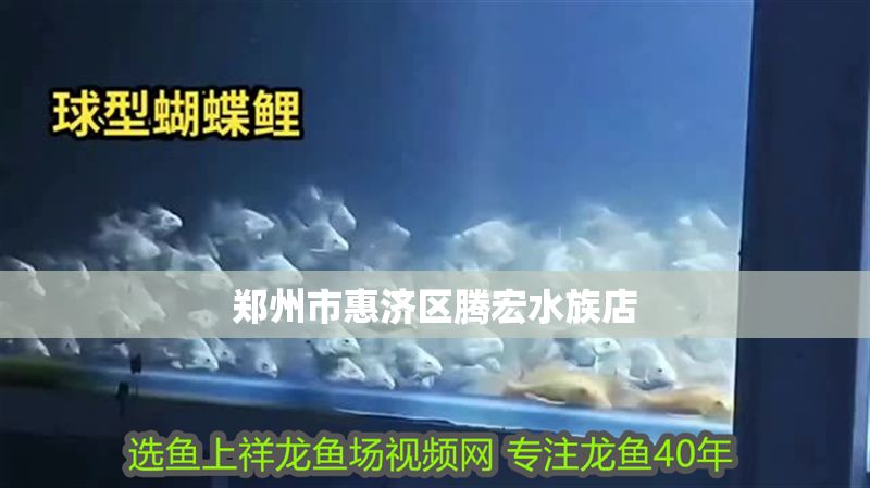 鄭州市惠濟(jì)區(qū)騰宏水族店