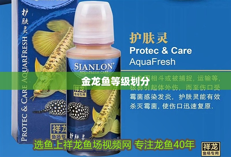 金龍魚等級劃分