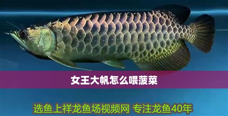 女王大帆怎么喂菠菜