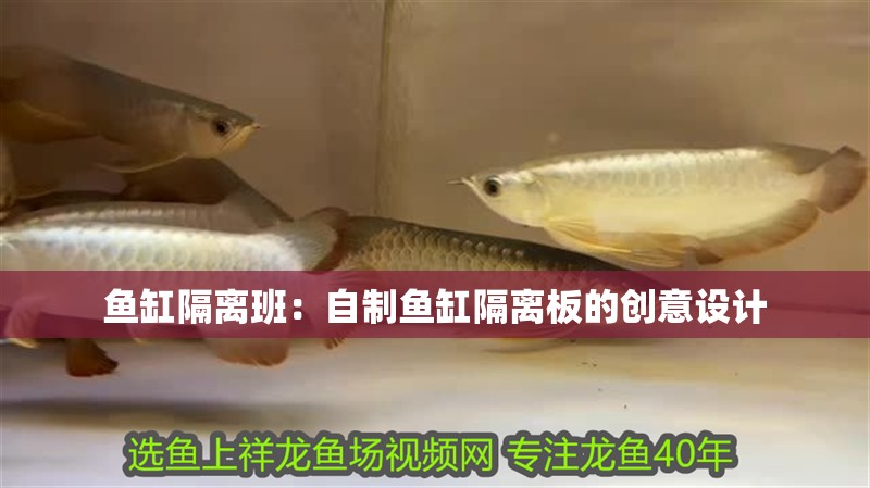 魚缸隔離班：自制魚缸隔離板的創意設計