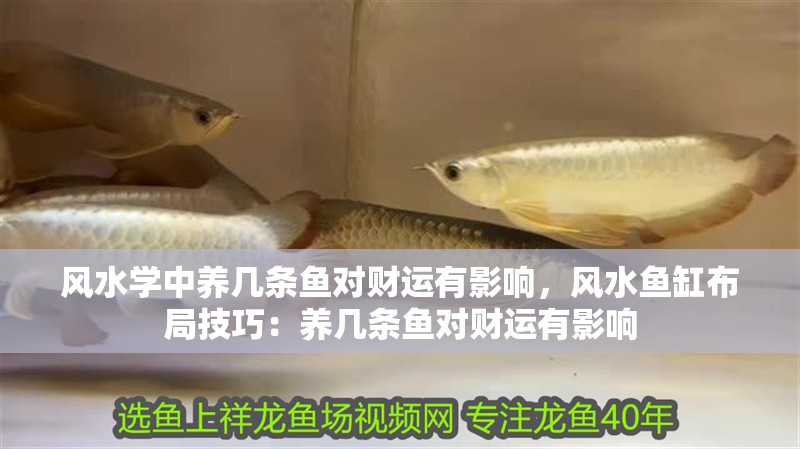 風水學中養幾條魚對財運有影響，風水魚缸布局技巧：養幾條魚對財運有影響