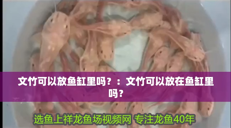 文竹可以放魚缸里嗎？：文竹可以放在魚缸里嗎？