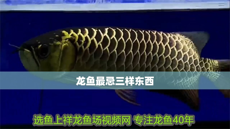 龍魚最忌三樣東西 龍魚最忌三樣東西 龍魚論壇