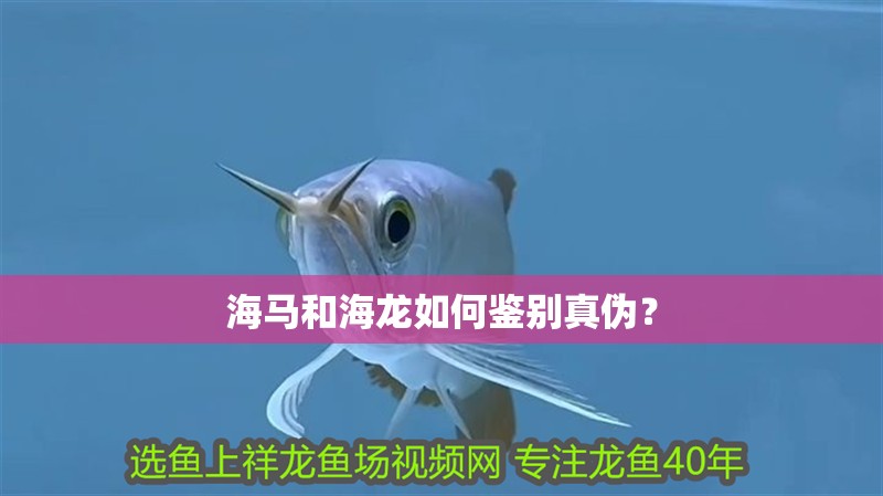 海馬和海龍如何鑒別真偽？
