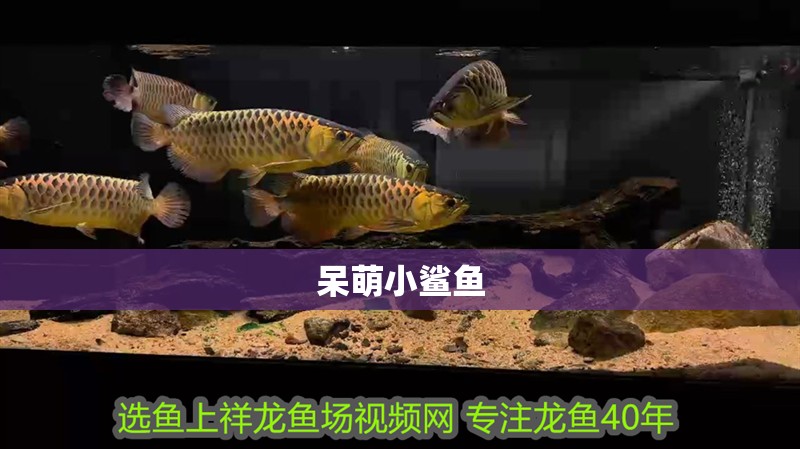 呆萌小鯊魚