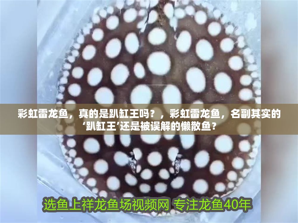 彩虹雷龍魚，真的是趴缸王嗎？，彩虹雷龍魚，名副其實的‘趴缸王’還是被誤解的懶散魚？ 彩虹雷龍魚，真的是趴缸王嗎？，彩虹雷龍魚，名副其實的‘趴缸王’還是被誤解的懶散魚？ 龍魚百科 第1張