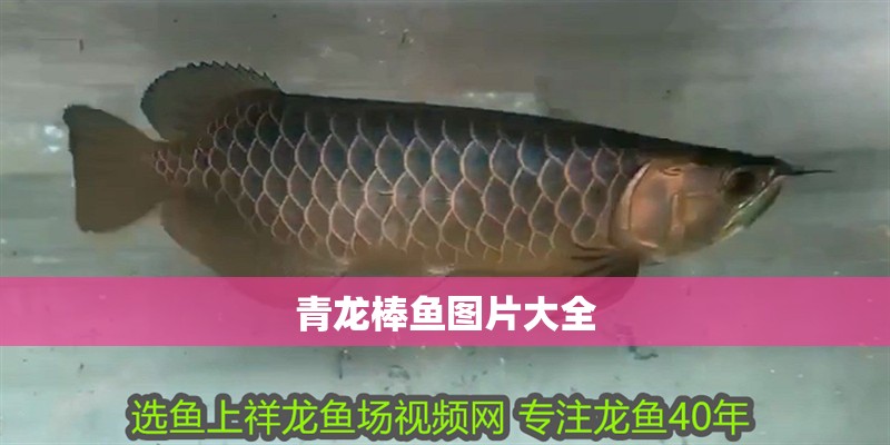 青龍棒魚圖片大全
