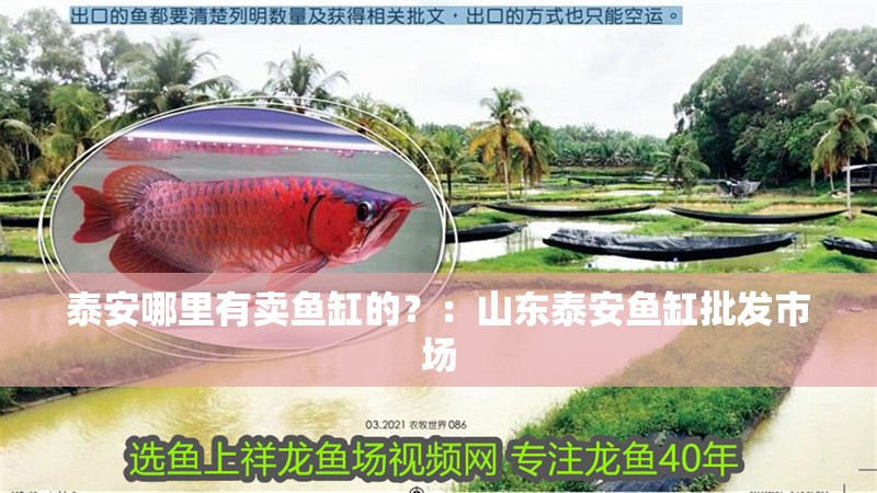 泰安哪里有賣魚缸的？：山東泰安魚缸批發(fā)市場(chǎng)