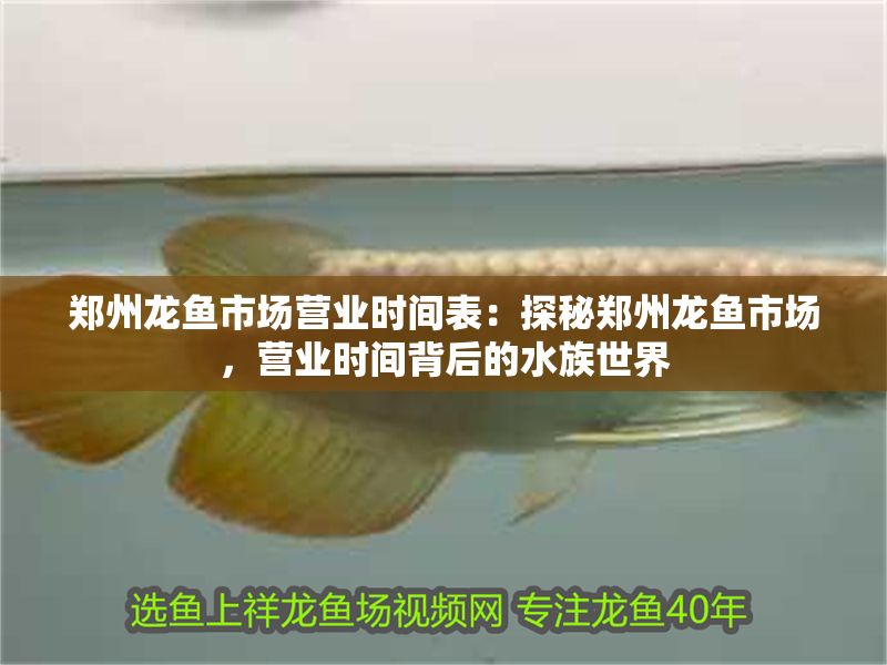 鄭州龍魚市場營業時間表：探秘鄭州龍魚市場，營業時間背后的水族世界