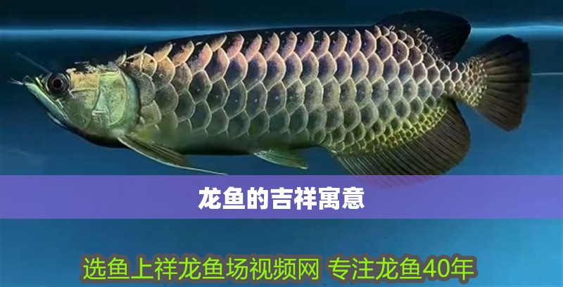 龍魚的吉祥寓意