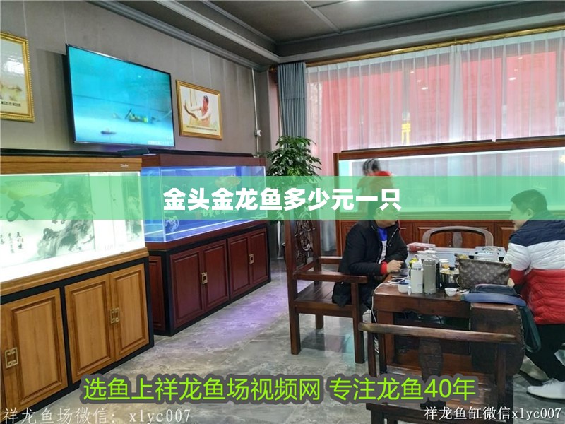 金頭金龍魚多少元一只