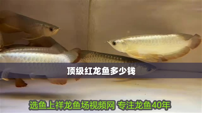 頂級紅龍魚多少錢