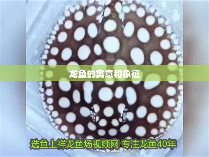 龍魚的寓意和象征 龍魚百科 第2張 龍魚的寓意和象征 龍魚的寓意和象征 龍魚百科 第2張