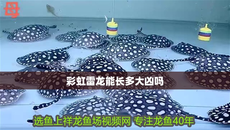 彩虹雷龍能長多大兇嗎 彩虹雷龍能長多大兇嗎 龍魚論壇 第2張