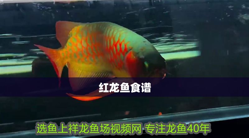 紅龍魚食譜