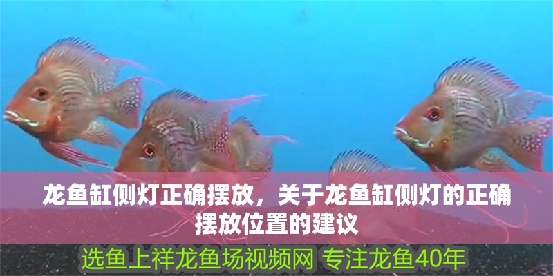 龍魚缸側燈正確擺放，關于龍魚缸側燈的正確擺放位置的建議
