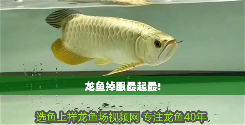 龍魚(yú)掉眼最起最!