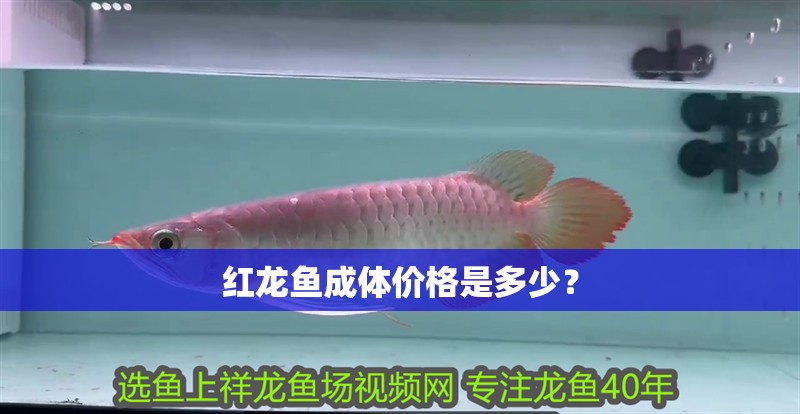紅龍魚成體價格是多少？
