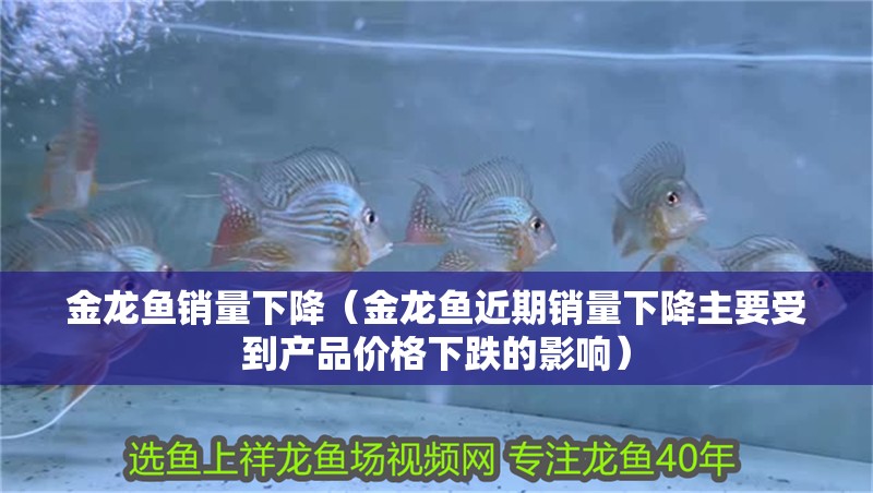 金龍魚銷量下降（金龍魚近期銷量下降主要受到產(chǎn)品價格下跌的影響）