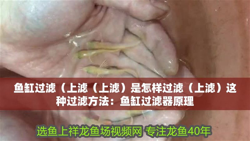 魚(yú)缸過(guò)濾（上濾（上濾）是怎樣過(guò)濾（上濾）這種過(guò)濾方法：魚(yú)缸過(guò)濾器原理