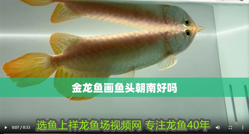 金龍魚畫魚頭朝南好嗎