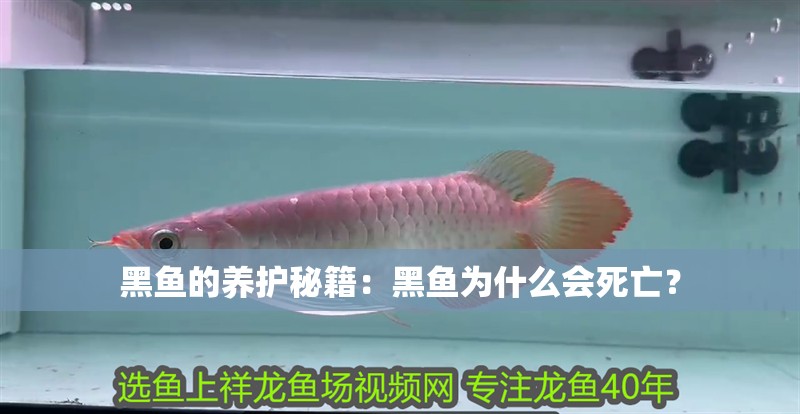 黑魚的養護秘籍：黑魚為什么會死亡？