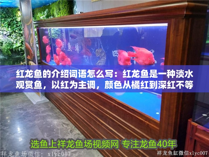紅龍魚的介紹詞語怎么寫：紅龍魚是一種淡水觀賞魚，以紅為主調，顏色從橘紅到深紅不等