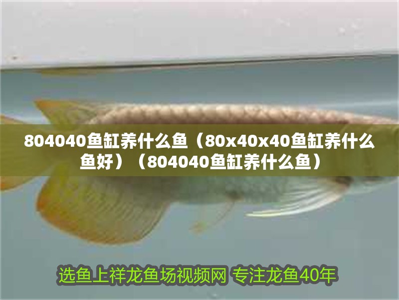 我的虎魚(yú)真菌感染了要怎么處理 804040魚(yú)缸養(yǎng)什么魚(yú)(80x40x40魚(yú)缸養(yǎng)什么魚(yú)好)(804040魚(yú)缸養(yǎng)什么魚(yú)) 魚(yú)缸百科 804040魚(yú)缸養(yǎng)什么魚(yú)(80x40x40魚(yú)缸養(yǎng)什么魚(yú)好)(804040魚(yú)缸養(yǎng)什么魚(yú)) 804040魚(yú)缸養(yǎng)什么魚(yú)(80x40x40魚(yú)缸養(yǎng)什么魚(yú)好)(804040魚(yú)缸養(yǎng)什么魚(yú)) 魚(yú)缸百科