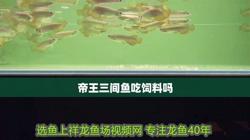 帝王三間魚吃飼料嗎