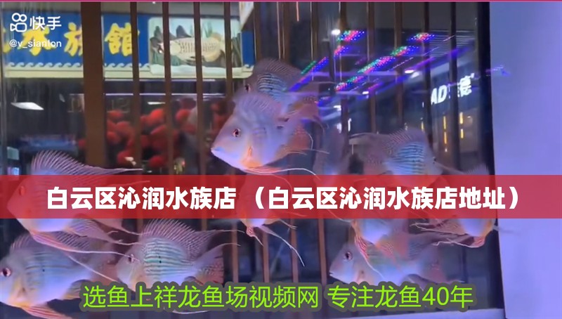 白云區沁潤水族店 （白云區沁潤水族店地址）