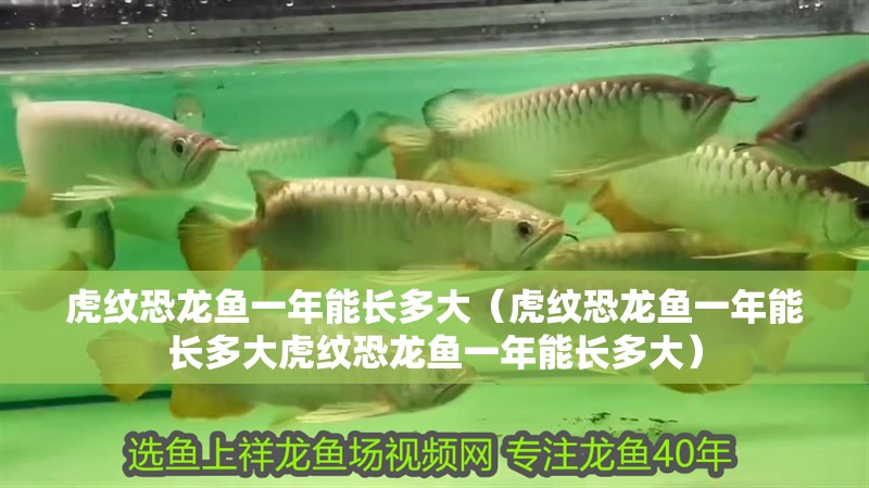 虎紋恐龍魚一年能長多大（虎紋恐龍魚一年能長多大虎紋恐龍魚一年能長多大）