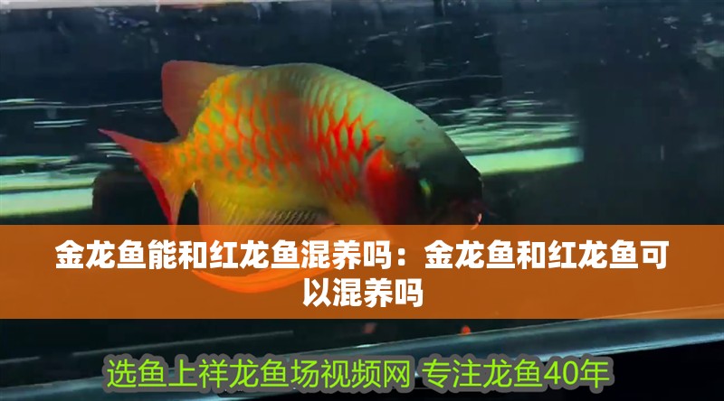 金龍魚(yú)能和紅龍魚(yú)混養(yǎng)嗎：金龍魚(yú)和紅龍魚(yú)可以混養(yǎng)嗎