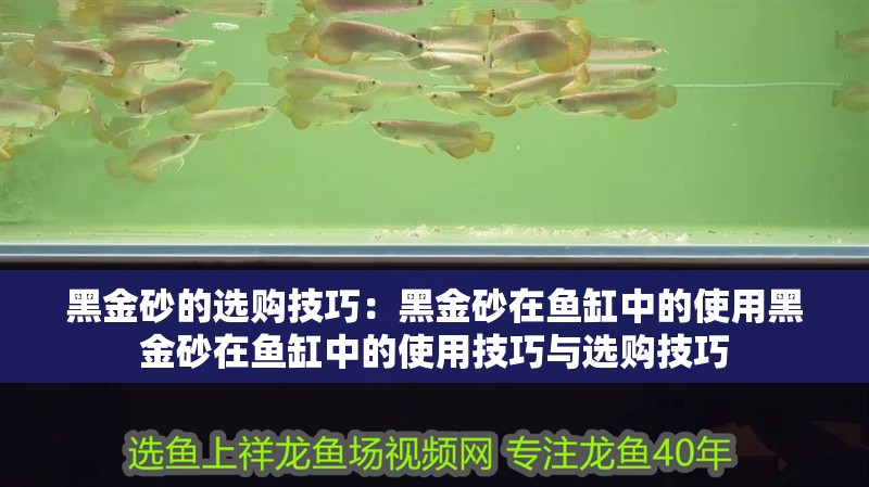黑金砂的選購技巧：黑金砂在魚缸中的使用黑金砂在魚缸中的使用技巧與選購技巧