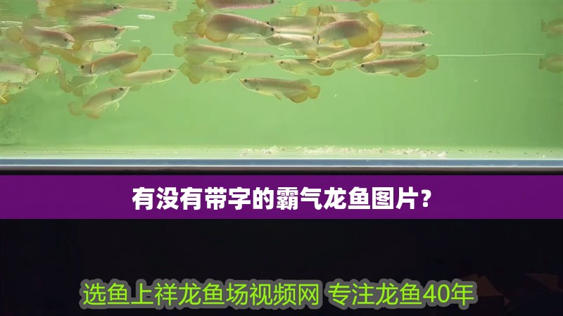 有沒有帶字的霸氣龍魚圖片？