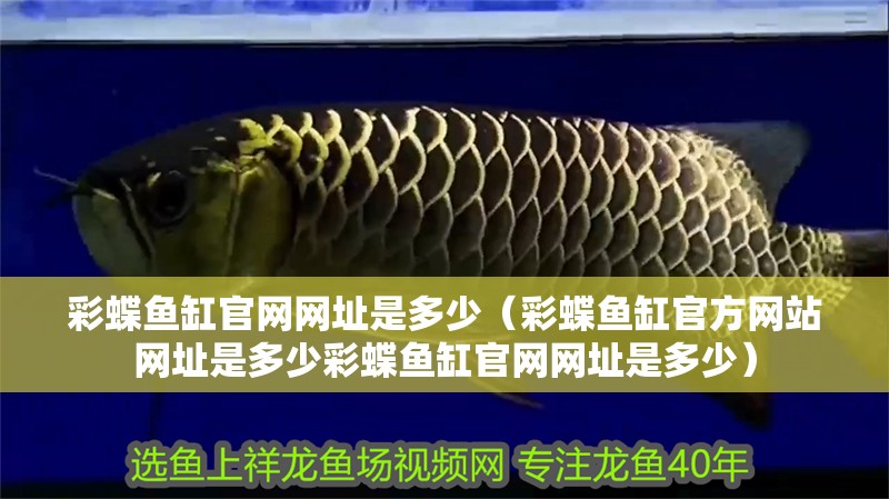 彩蝶魚缸官網網址是多少（彩蝶魚缸官方網站網址是多少彩蝶魚缸官網網址是多少）