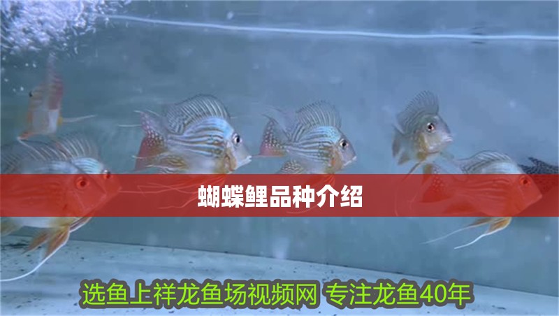 蝴蝶鯉品種介紹