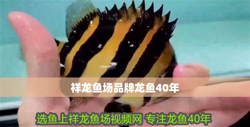 祥龍魚場品牌龍魚40年