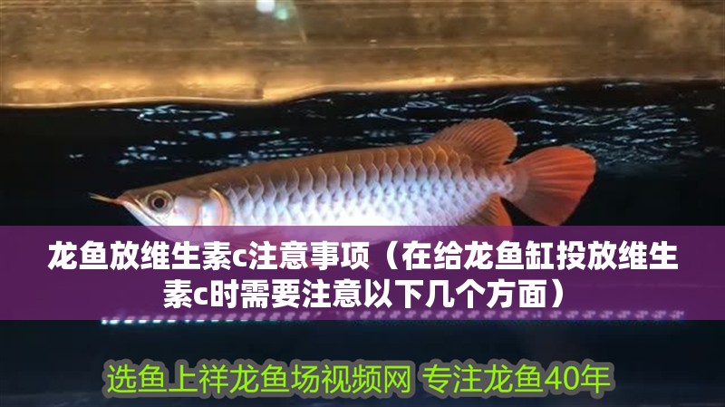 龍魚放維生素c注意事項（在給龍魚缸投放維生素c時需要注意以下幾個方面）