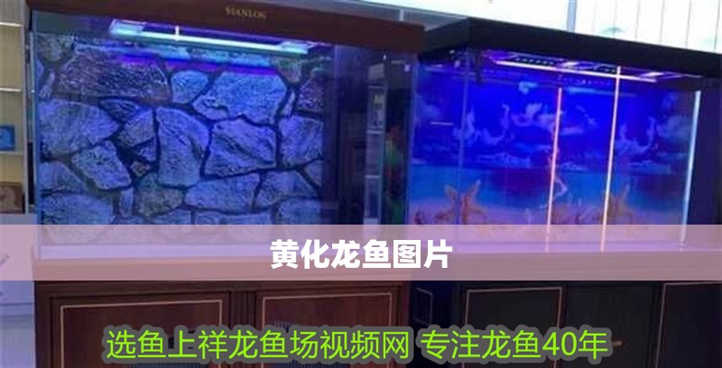 黃化龍魚圖片