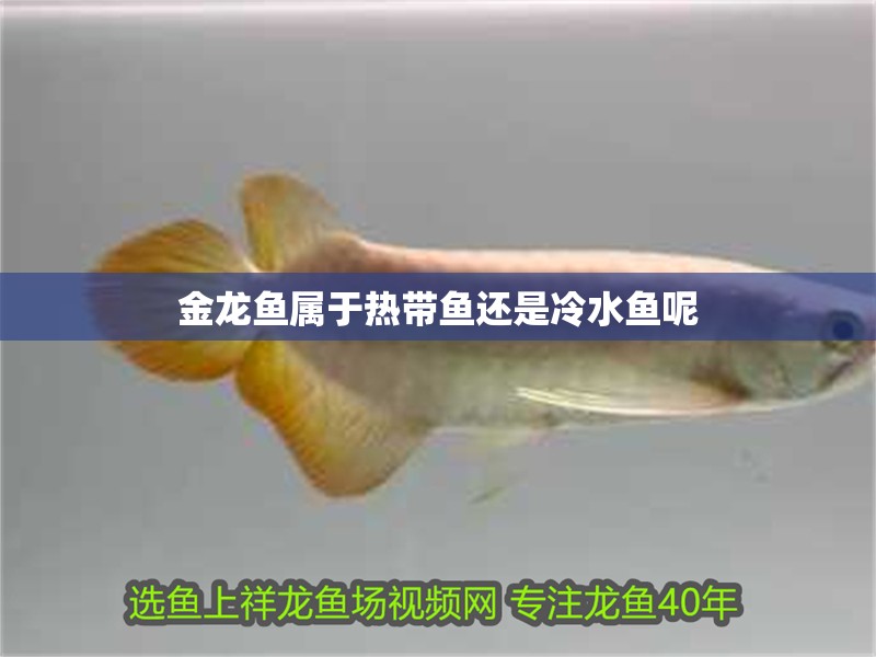 金龍魚屬于熱帶魚還是冷水魚呢
