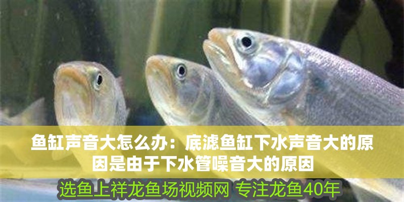 魚缸聲音大怎么辦：底濾魚缸下水聲音大的原因是由于下水管噪音大的原因