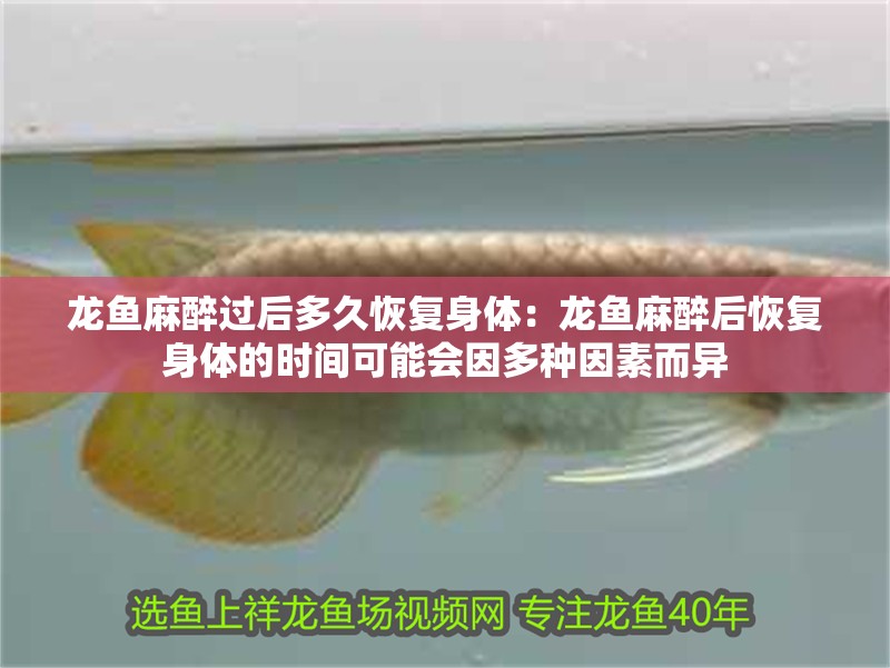 龍魚麻醉過后多久恢復身體：龍魚麻醉后恢復身體的時間可能會因多種因素而異