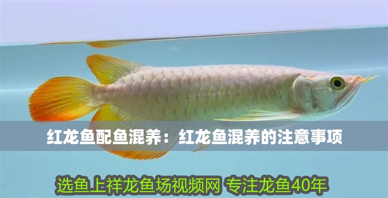 紅龍魚配魚混養：紅龍魚混養的注意事項