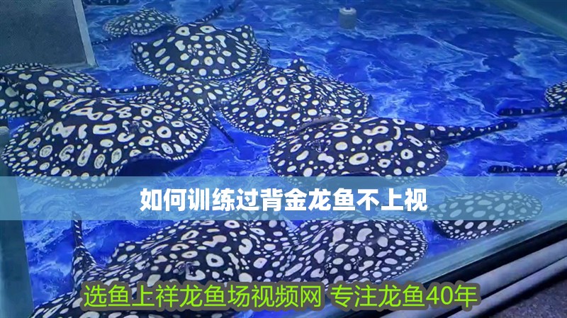 如何訓練過背金龍魚不上視