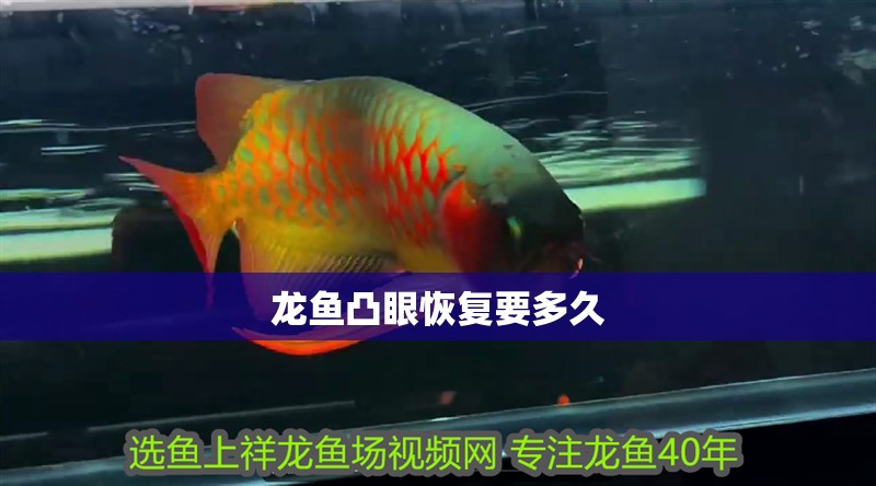 龍魚凸眼恢復要多久